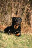 ROTTWEILER 665